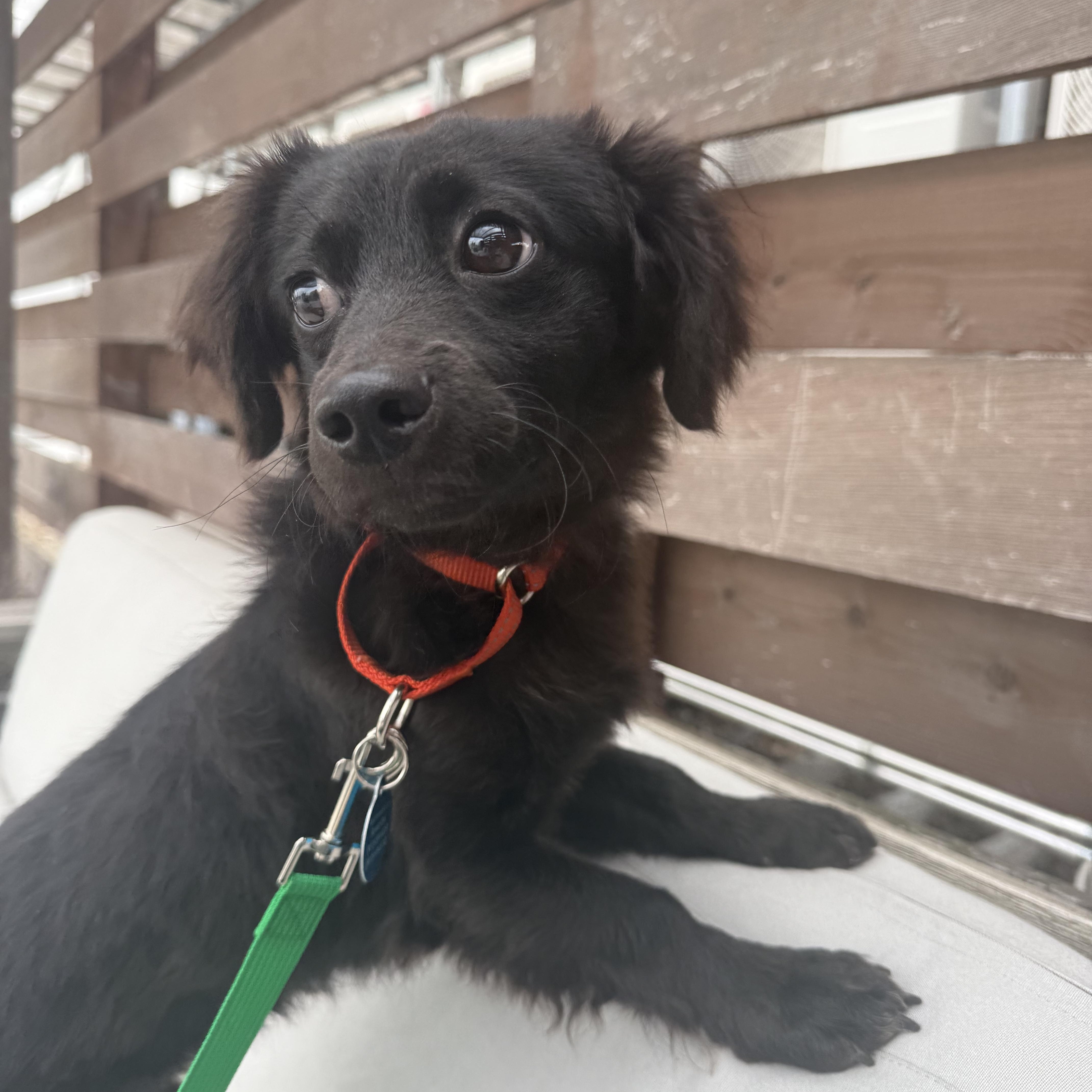 An adult small-sized male Black Spaniel dog named Robert for adoption in Brooklyn, NY