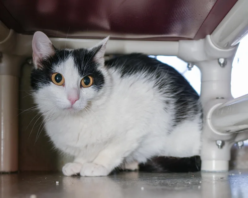An adult medium-sized female Black & White / Tuxedo Domestic Short Hair cat named Gully for adoption in Boise, ID