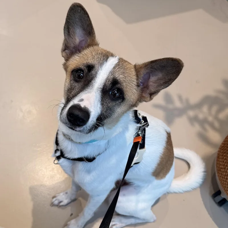 A young small-sized female Rat Terrier dog named Danie for adoption in Morristown, NJ