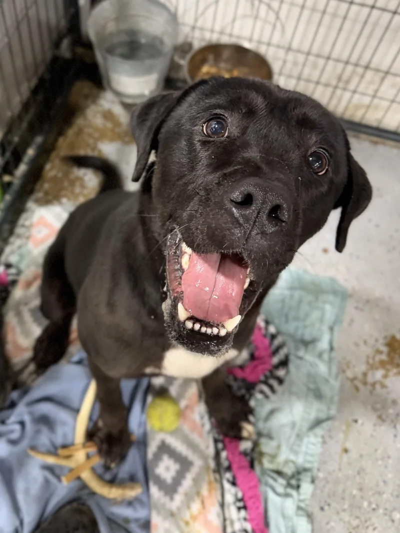 A baby large-sized male Black Labrador Retriever dog named Ambrose for adoption in Matthews, IN