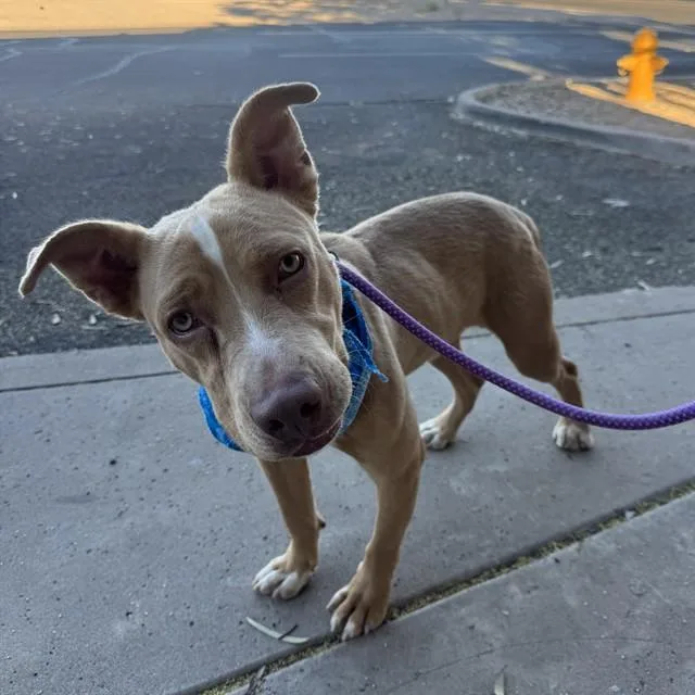 An adult large-sized male Pit Bull Terrier dog named Quincy for adoption in Phoenix, AZ