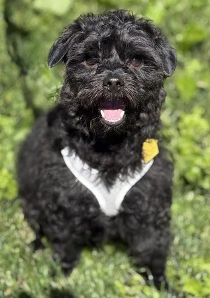 An adult small-sized male Poodle dog named Biggie for adoption in Malvern, PA