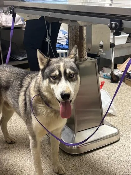 An adult medium-sized male Husky dog named Kristoff for adoption in Conway, AR