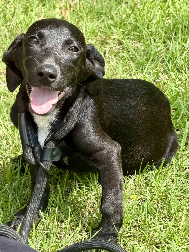 A baby medium-sized female Black Dachshund dog named Remi for adoption in Bryan, TX