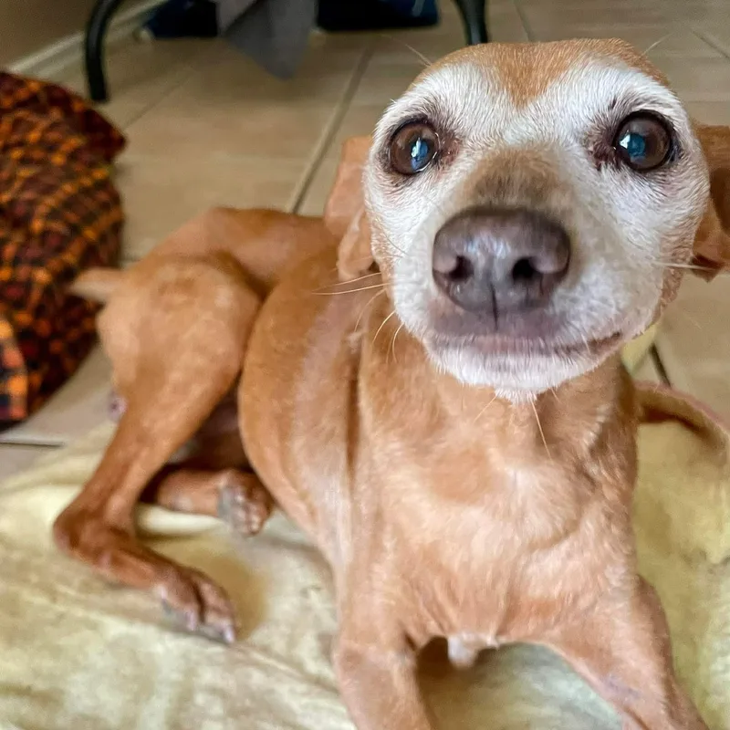 A senior small-sized female Red / Chestnut / Orange Miniature Pinscher dog named Hula Hoop for adoption in Warren, RI