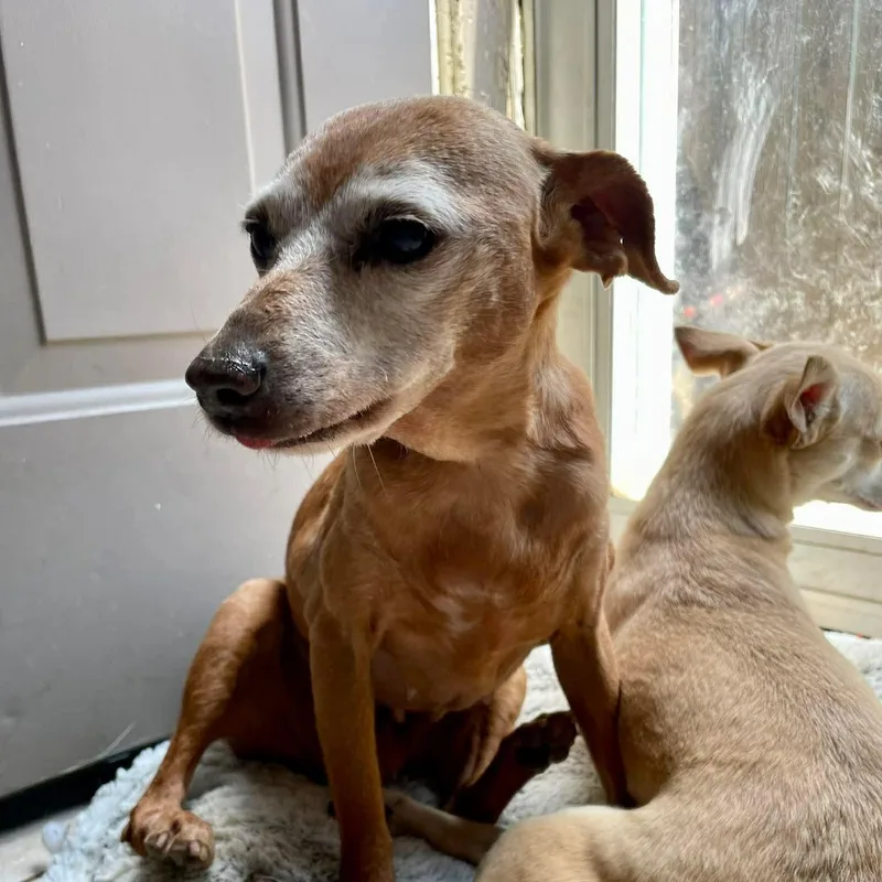 Hula Hoop thumbnail 6