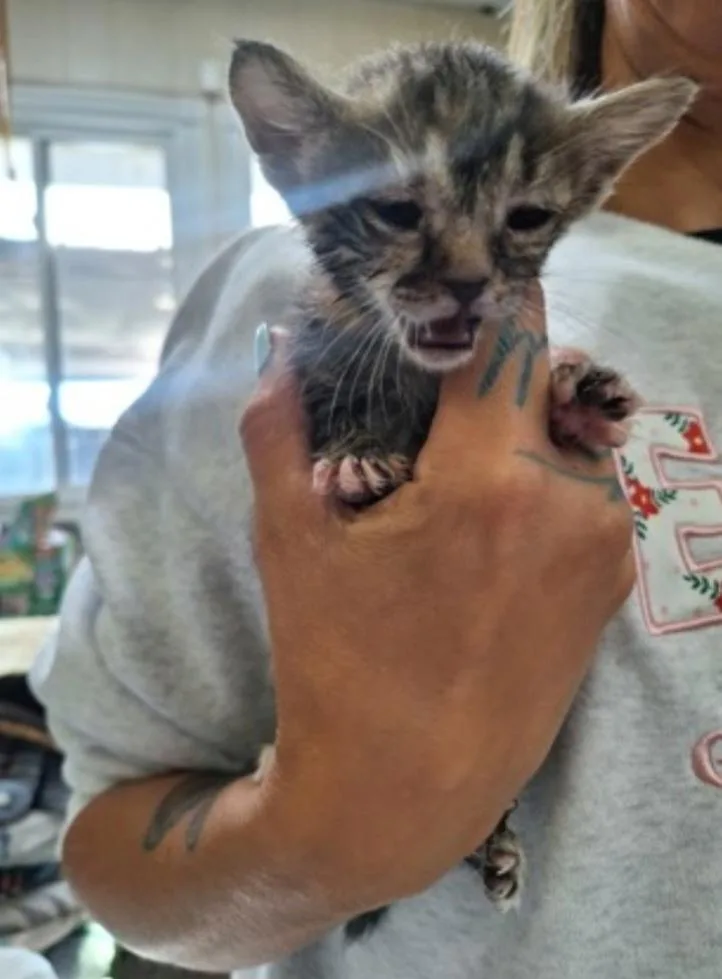 A baby medium-sized female Tabby (Gray / Blue / Silver) Domestic Short Hair cat named Dottie for adoption in Winfield, KS