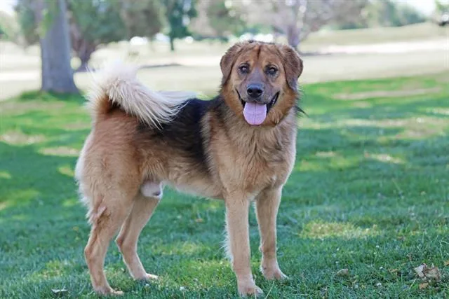 A young medium-sized male Chow Chow dog named Anikin for adoption in Albuquerque, NM
