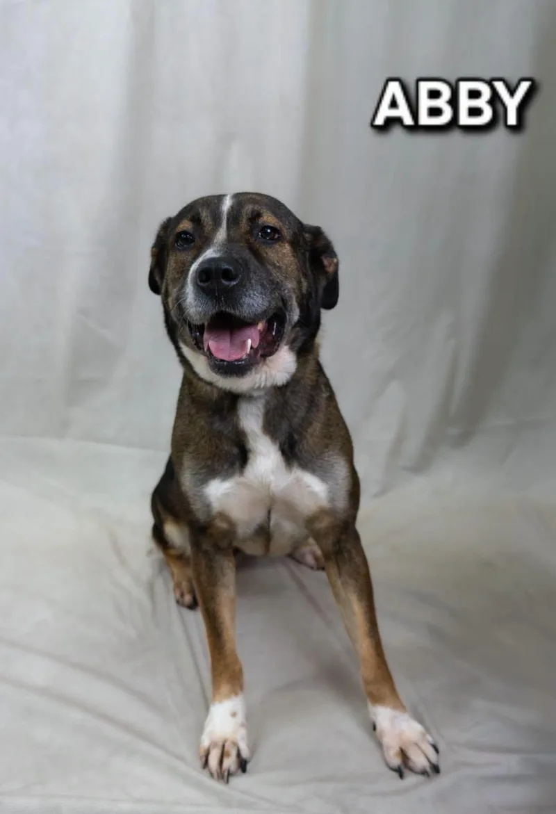 An adult large-sized female Tricolor (Brown, Black, & White) Mixed Breed dog named Abby for adoption in Tucson, AZ