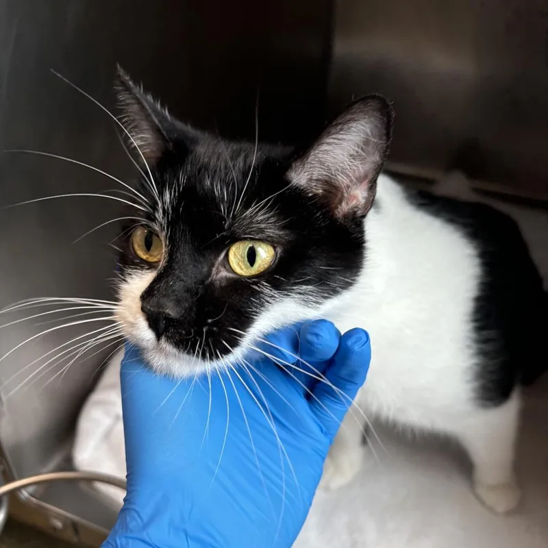 A young medium-sized female Black Domestic Short Hair cat named Oreo for adoption in Council Bluffs, IA