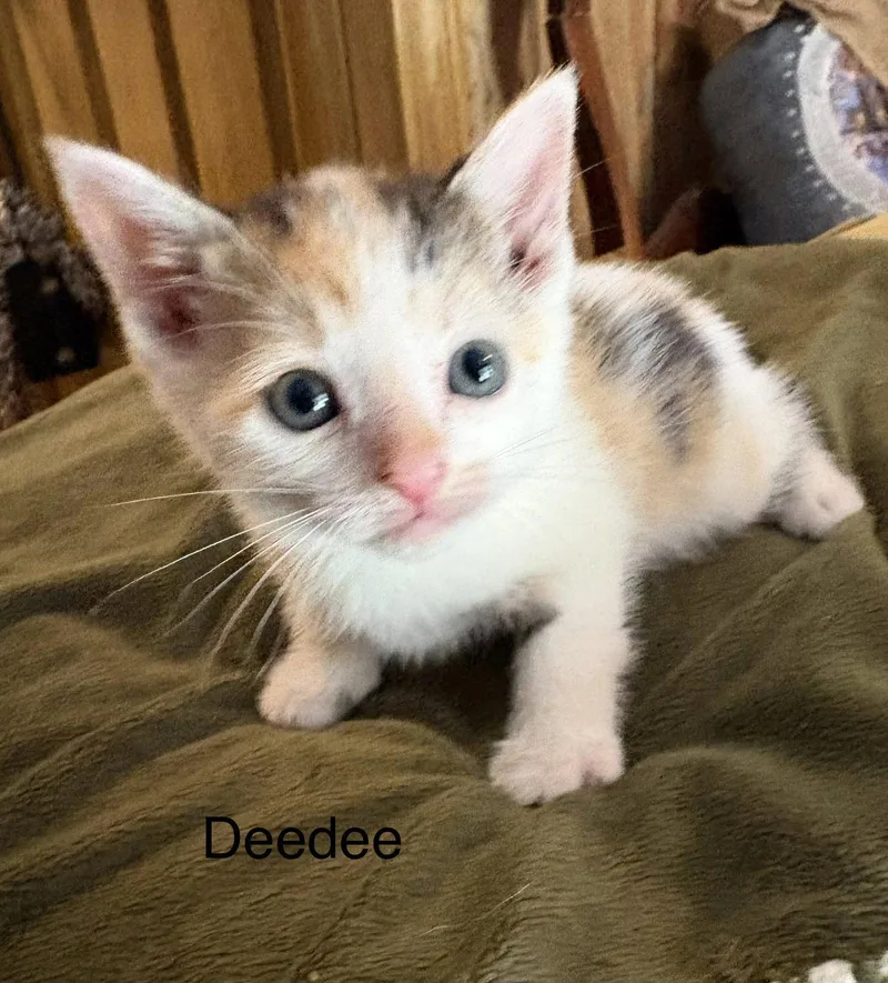 A baby medium-sized female Domestic Short Hair cat named Ceecee. for adoption in White Bluff, TN