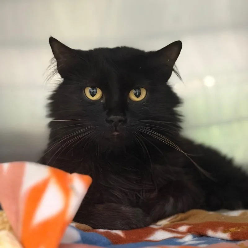 An adult medium-sized female Domestic Medium Hair cat named Briar for adoption in Cumming, GA