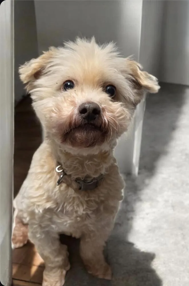 An adult small-sized female Terrier dog named Lucy for adoption in Kennesaw, GA