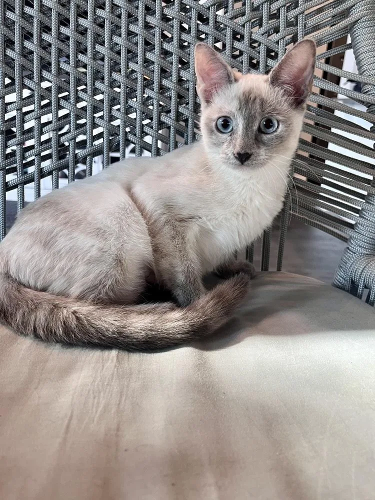 A baby small-sized female Siamese cat named Ronstadt for adoption in Dallas, TX