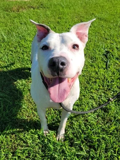 An adult medium-sized male Pit Bull Terrier dog named Elijah for adoption in Atlanta, GA