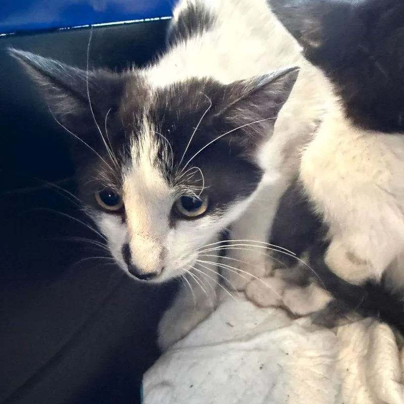 A young small-sized male White Domestic Short Hair cat named Willow for adoption in Kingman, AZ