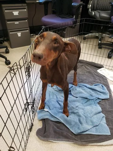 An adult large-sized female Doberman Pinscher dog named Retsuko for adoption in Sacramento, CA
