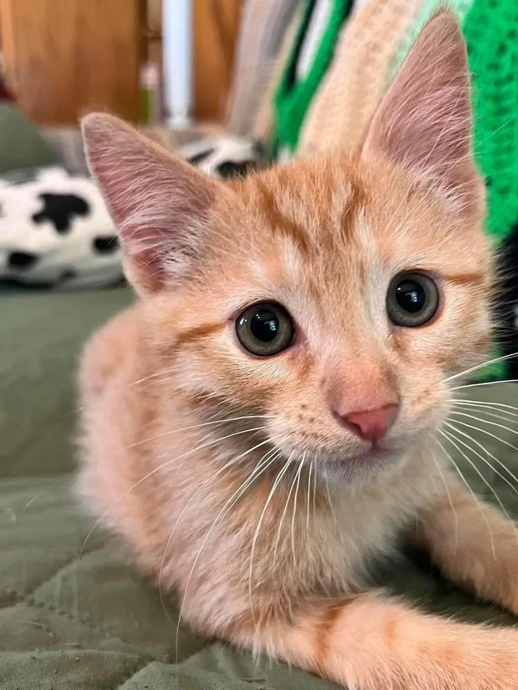 A baby small-sized male Domestic Short Hair cat named Wasabi for adoption in Wellington, KS