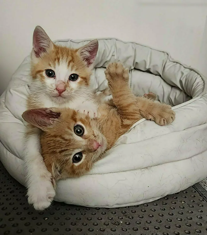 A young medium-sized male Orange / Red Domestic Short Hair cat named Hunter for adoption in San Jose, CA