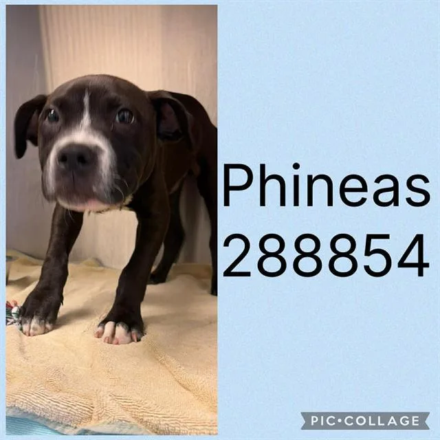 A baby small-sized male Mixed Breed dog named Phineas for adoption in Macon, GA