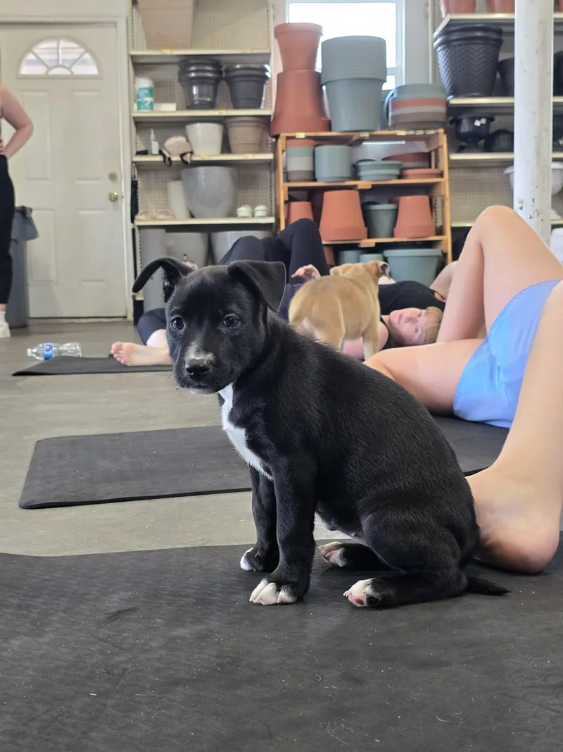 A baby medium-sized female Mixed Breed dog named Glory for adoption in Holbrook, NY