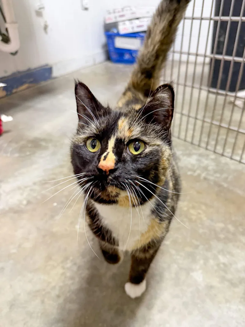 A young medium-sized female Tortoiseshell cat named Sushi for adoption in Sanford, NC