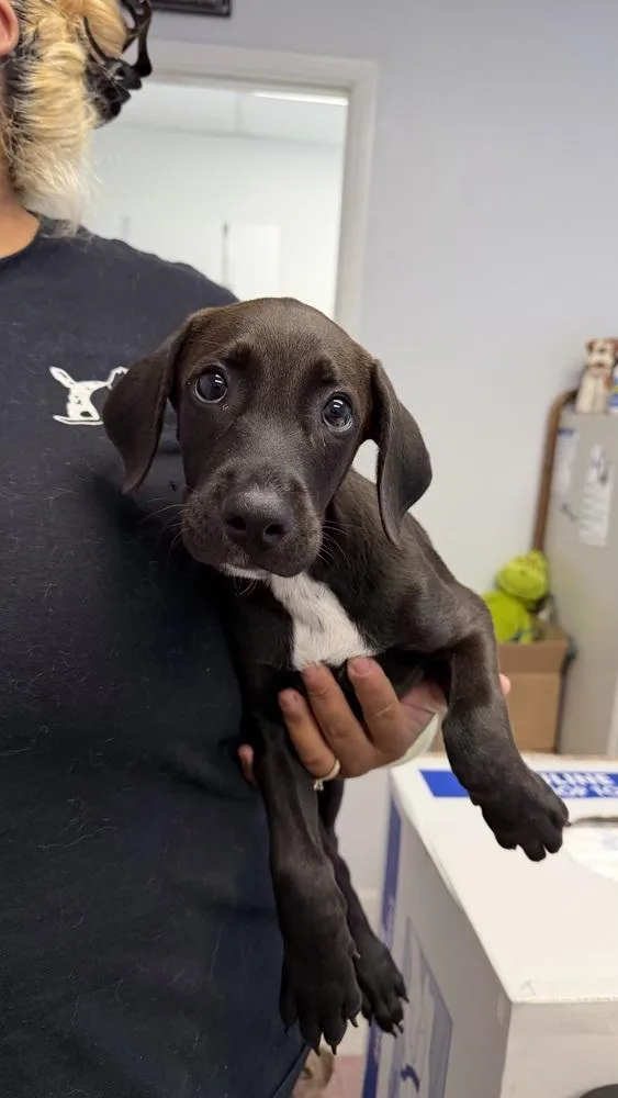 A baby large-sized male Tricolor (Brown, Black, & White) Doberman Pinscher dog named Shiloh for adoption in Ontario, CA
