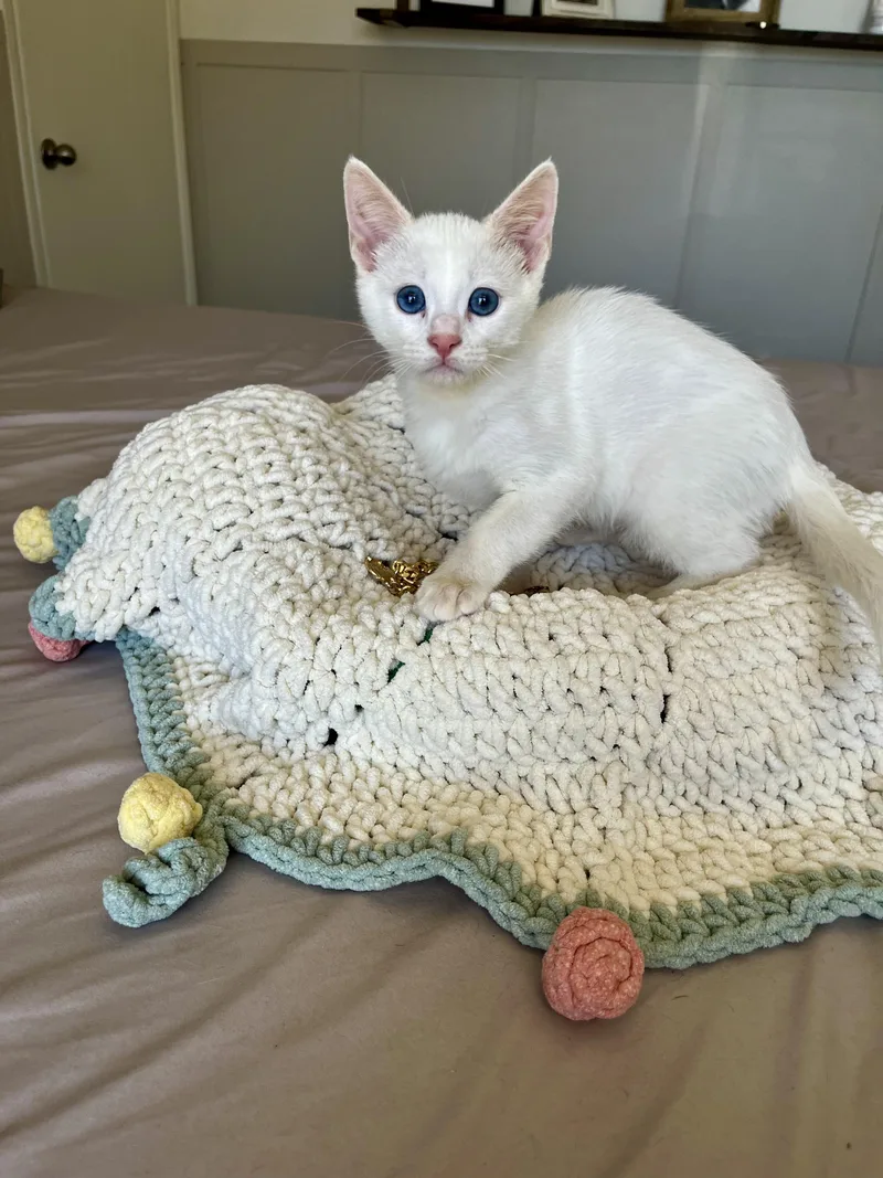 A baby medium-sized female White Domestic Short Hair cat named Dutch for adoption in Norco, CA