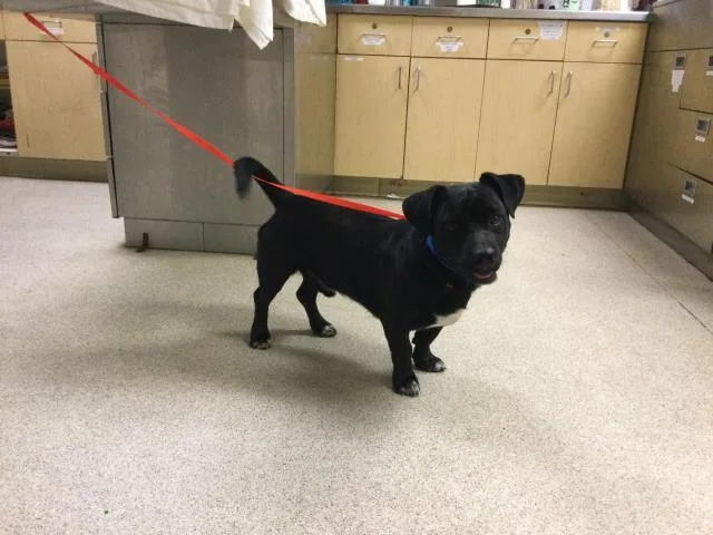 A young small-sized male Labrador Retriever dog named Plaz for adoption in Riverside, CA