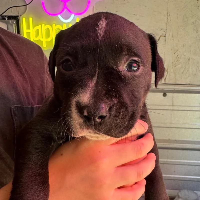 A baby medium-sized female Black Mixed Breed dog named Anita for adoption in Duck River, TN