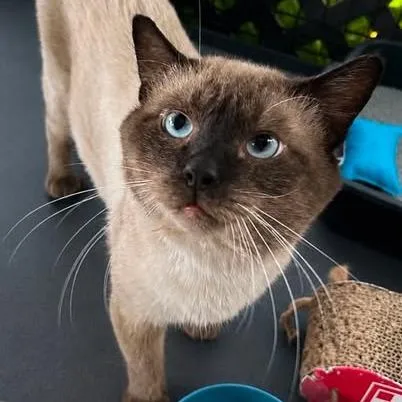 An adult large-sized male Siamese cat named Jimafur for adoption in Chicago, IL