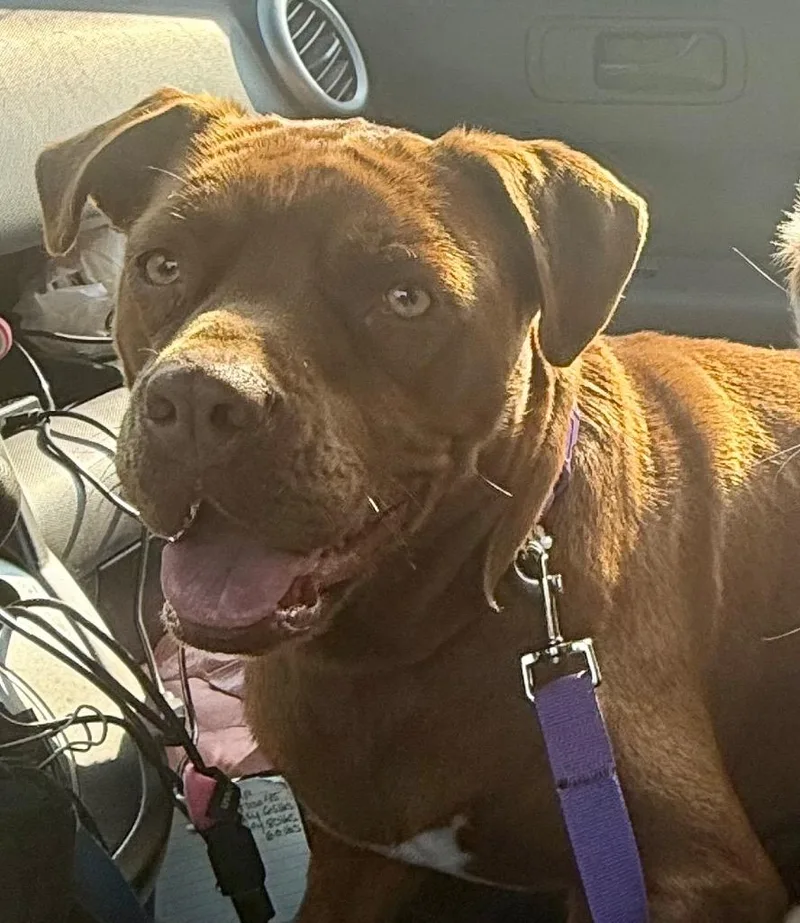 A young extra large-sized female Chocolate Labrador Retriever dog named Marilyn for adoption in Crossville, TN