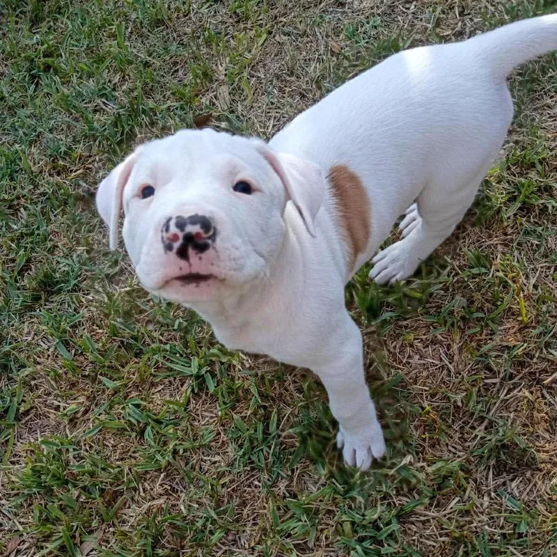 A baby small-sized male Pit Bull Terrier dog named Spot for adoption in Austin, TX