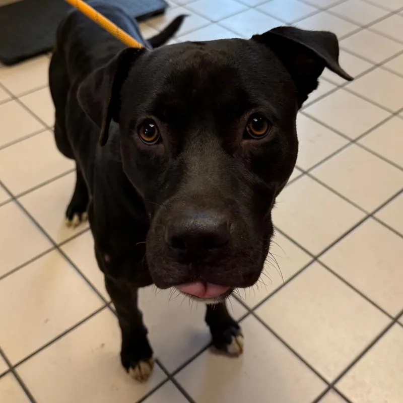 An adult medium-sized male Black Labrador Retriever dog named TUSCStray for adoption in Tuscaloosa, AL