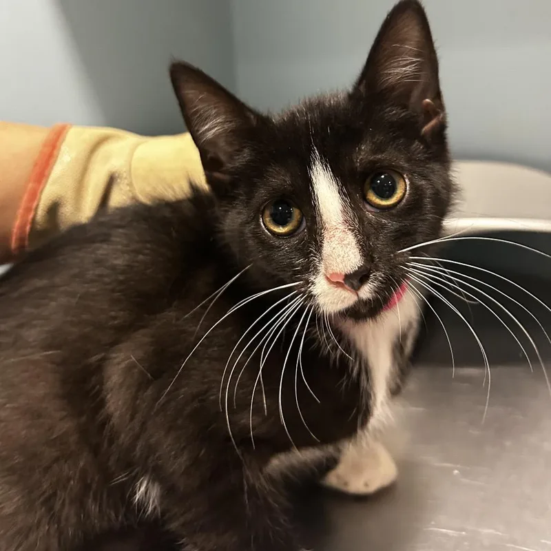 A baby small-sized female Black Domestic Short Hair cat named Swan for adoption in Chattanooga, TN