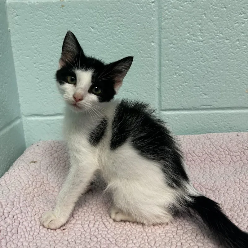 A baby extra large-sized female Black Domestic Short Hair cat named Supernova for adoption in Spruce Pine, NC