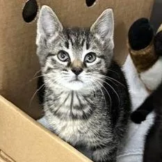 A baby small-sized female Black Domestic Short Hair cat named Green for adoption in Novelty, OH