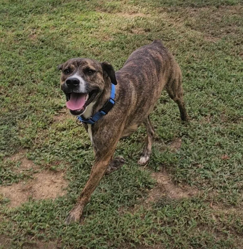 Arlo