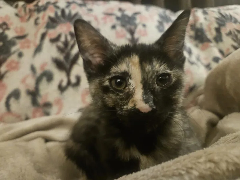 A baby medium-sized female Domestic Short Hair cat named Sylvie for adoption in Chicago, IL