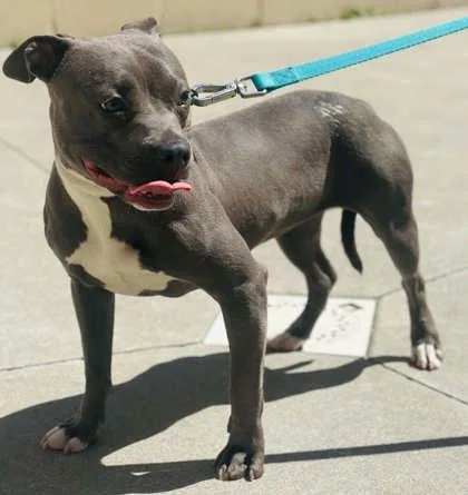 An adult medium-sized female Mixed Breed dog named Ruth for adoption in West Chester, PA