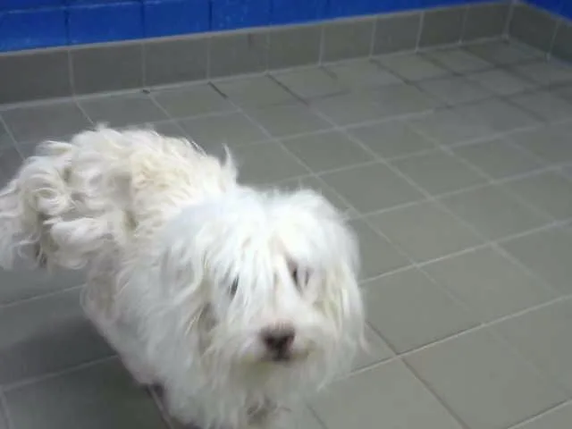 A young medium-sized male Poodle dog named Blueberry for adoption in Albuquerque, NM