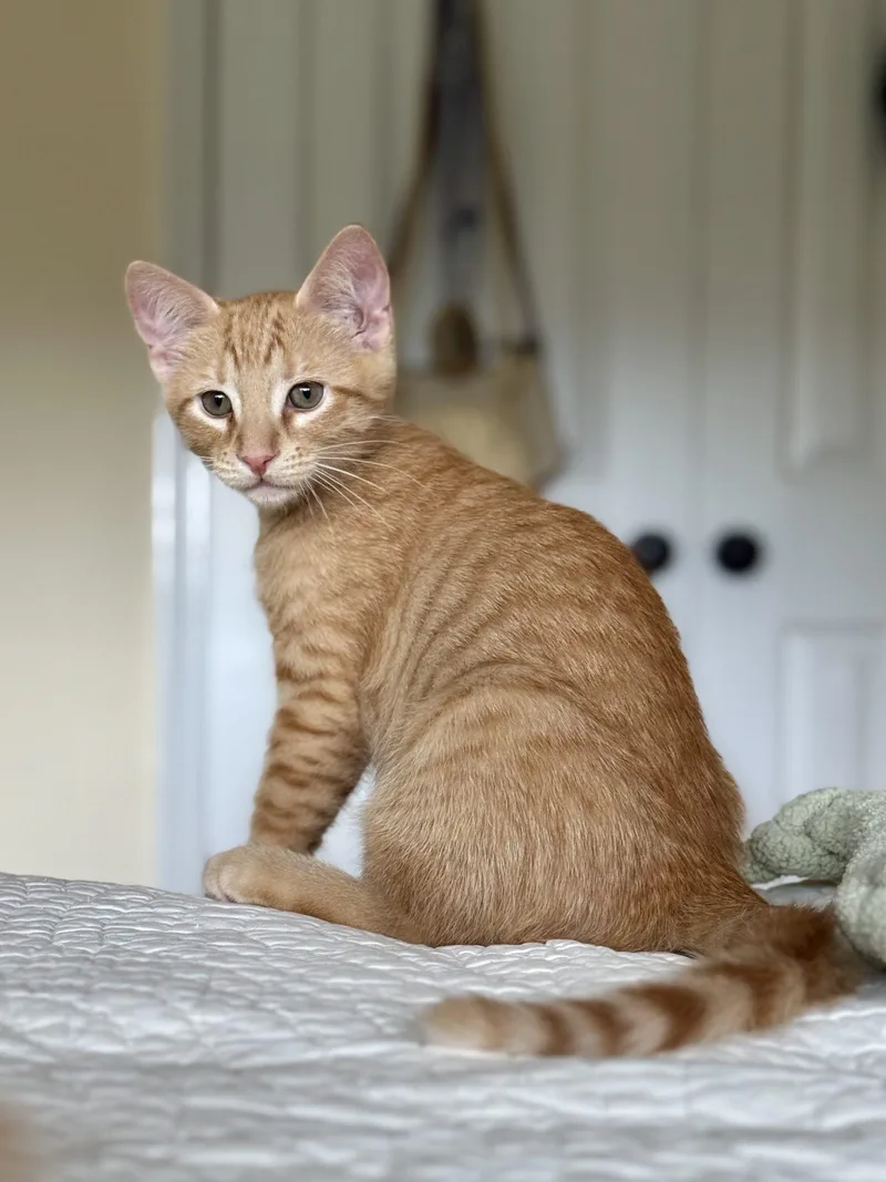A baby small-sized male Tabby (Orange / Red) Domestic Short Hair cat named GOB Bluth for adoption in Fishers, IN