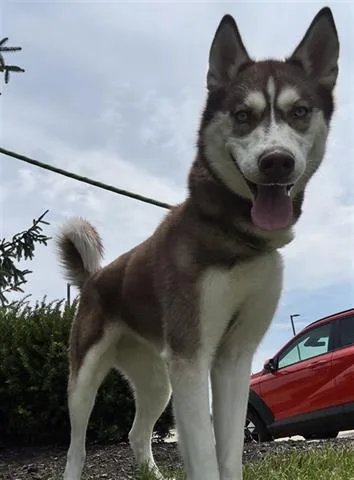 A young medium-sized female Siberian Husky dog named Cinnamon Twist for adoption in Dayton, OH