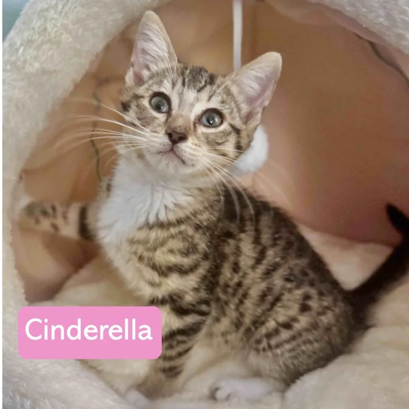 A baby medium-sized female Domestic Short Hair cat named Cinderella for adoption in Hoover , AL