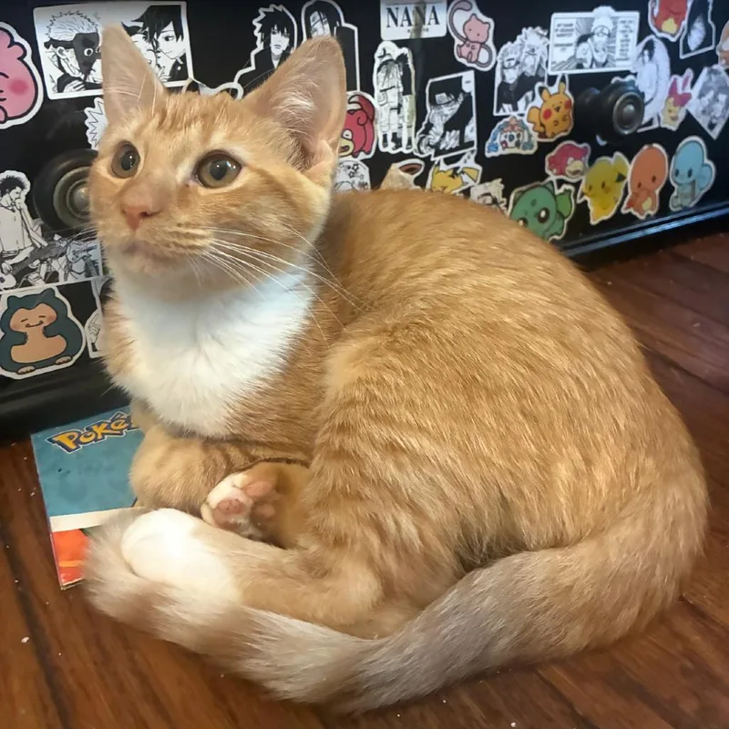 A baby small-sized male Orange / Red Domestic Short Hair cat named Mango for adoption in Evansville, IN