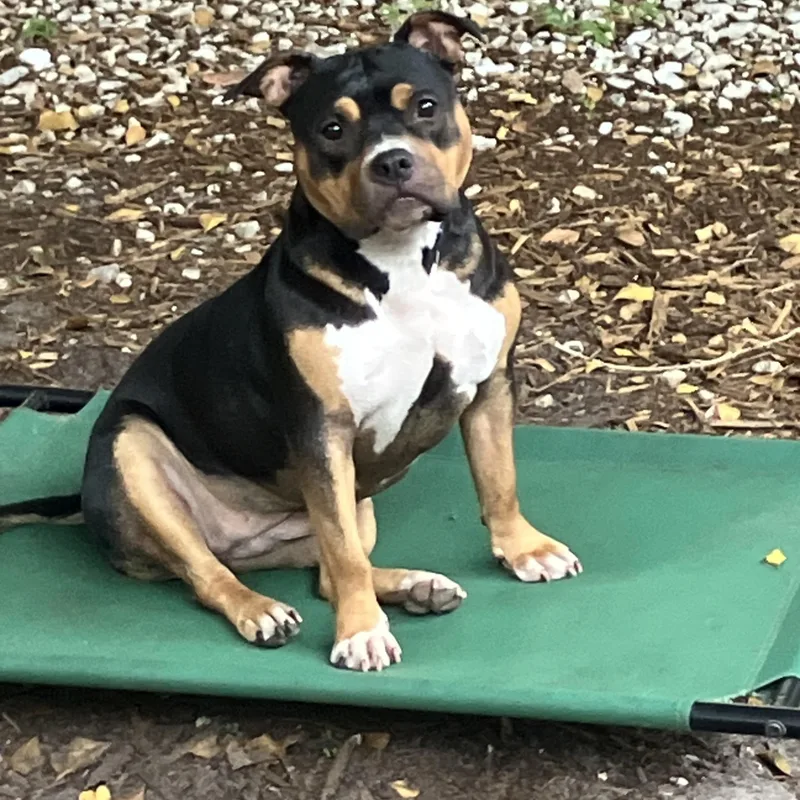 An adult medium-sized female American Bully dog named Nevaeh for adoption in Bonita Springs, FL