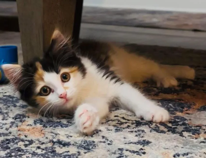 A baby medium-sized female Calico Domestic Medium Hair cat named Willow for adoption in Charlotte, NC