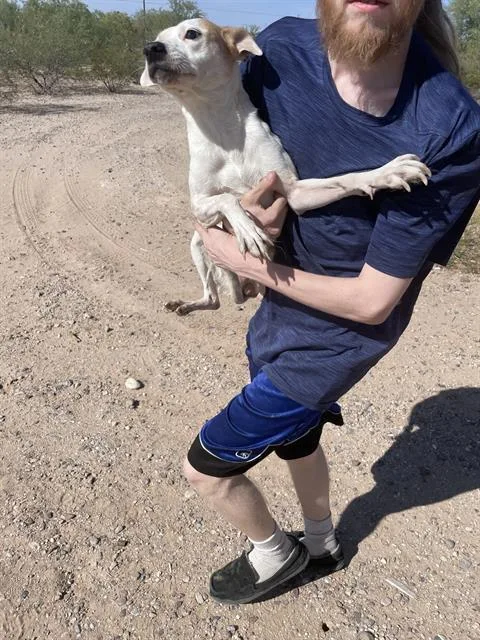 A young small-sized female Terrier dog named Moga for adoption in Tucson, AZ
