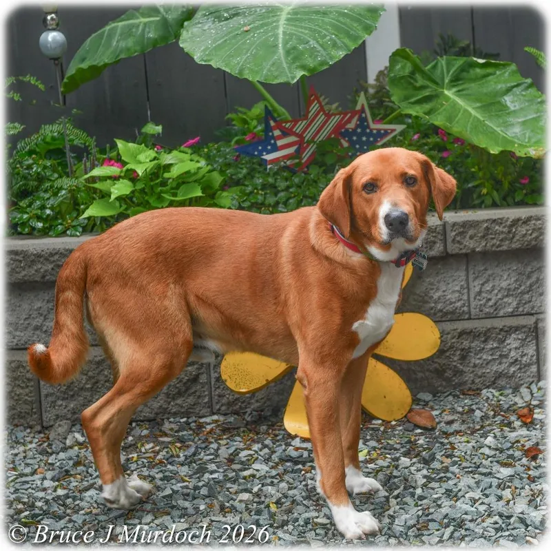 An adult large-sized male Red / Chestnut / Orange Labrador Retriever dog named Gustavus for adoption in Wake Forest, NC