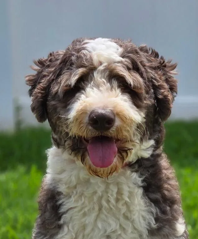 A young large-sized male Brown / Chocolate Aussiedoodle dog named Theos for adoption in Garland, TX